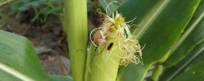 蜗牛吃玉米须影响产量吗