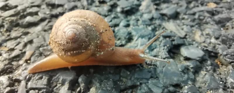 捡来的野生蜗牛能活多久