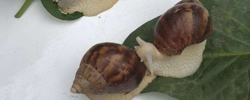 白玉蜗牛夏天怎么养