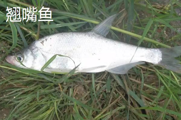 白条鱼最大能长到多重