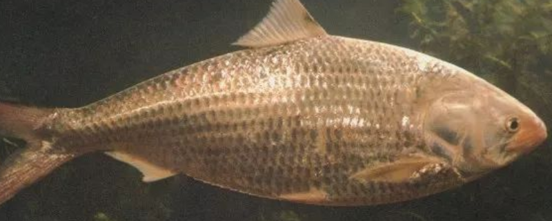 鲥鱼是海鱼还是淡水鱼