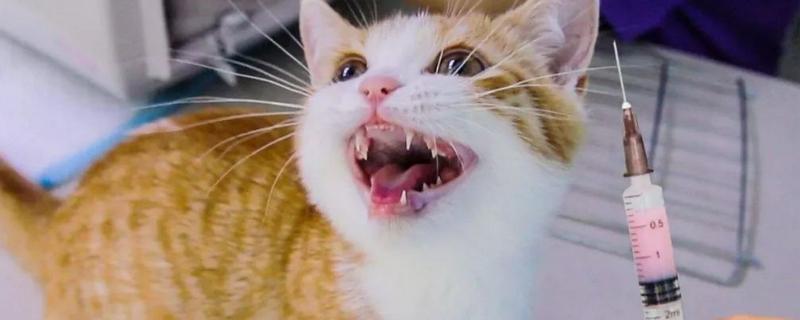 给宠物猫打疫苗有哪些注意事项