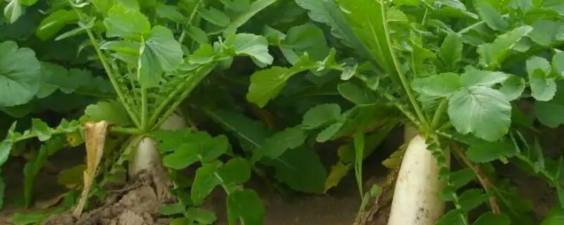 北方芒种种植什么农作物