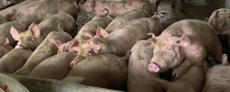非洲猪瘟用什么药