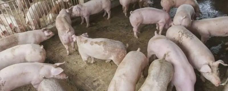 非洲猪瘟怎样防控最有效