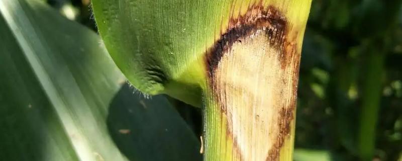 玉米鞘腐病症状及防治
