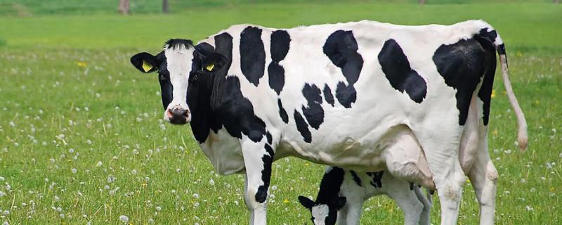 奶牛有几个乳头