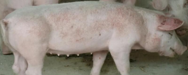 高热病和非洲猪瘟有什么区别