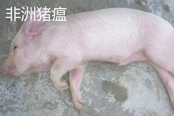 高热病和非洲猪瘟的区别
