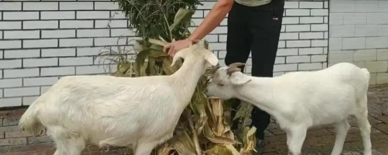 玉米叶有锈病还可以喂羊吗