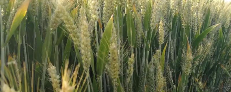 晨博998小麦品种介绍