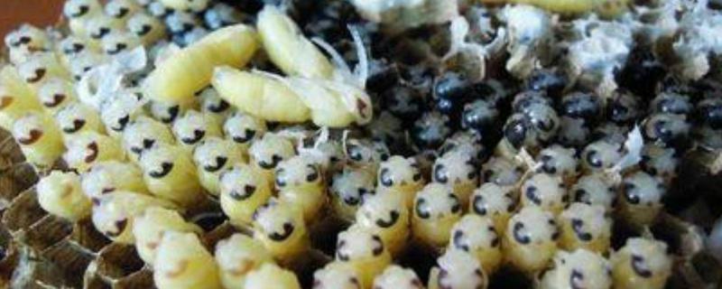 蜜蜂虫可以生吃吗