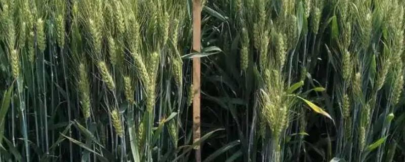 濮麦117品种介绍