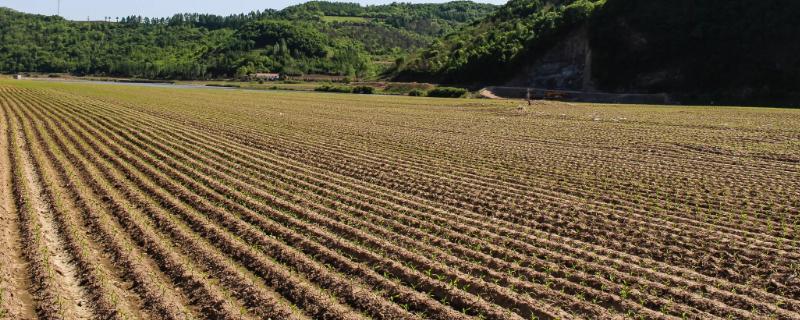 旱地属于基本农田吗