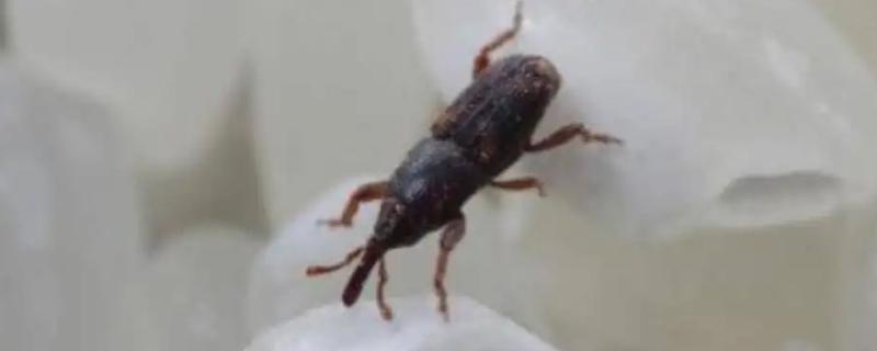 麦牛虫用什么药消灭