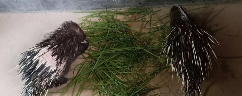豪猪怎么发射刺