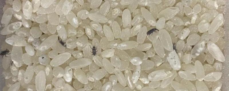 谷虫用什么灭最有效