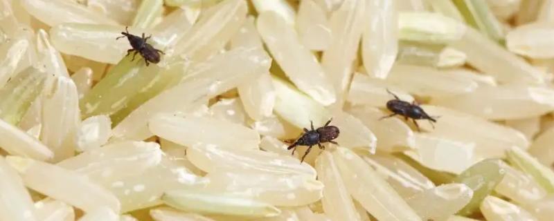 谷虫怎么处理