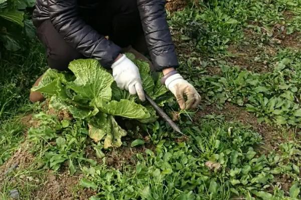 如何防治白菜上面的蜗牛
