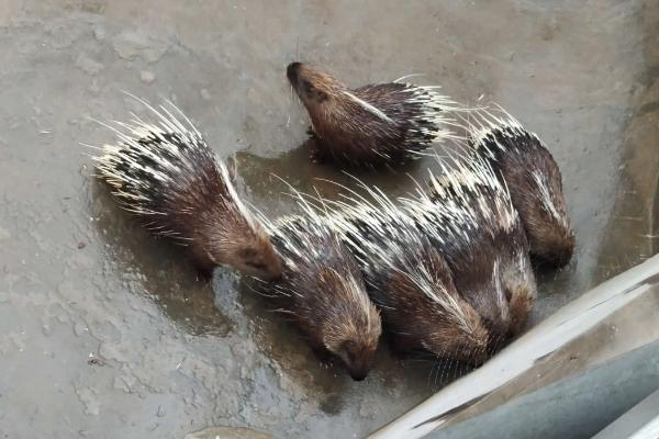 豪猪能不能发射棘刺
