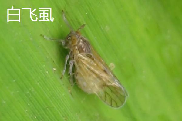 什么药物可以杀死白飞虱