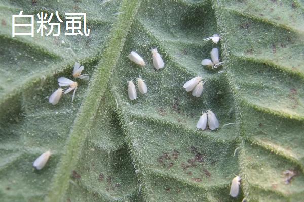 什么药物可以杀死白飞虱