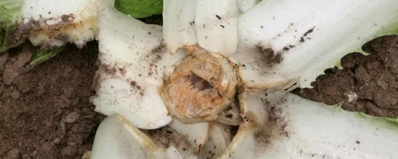 白菜烂根是怎么回事