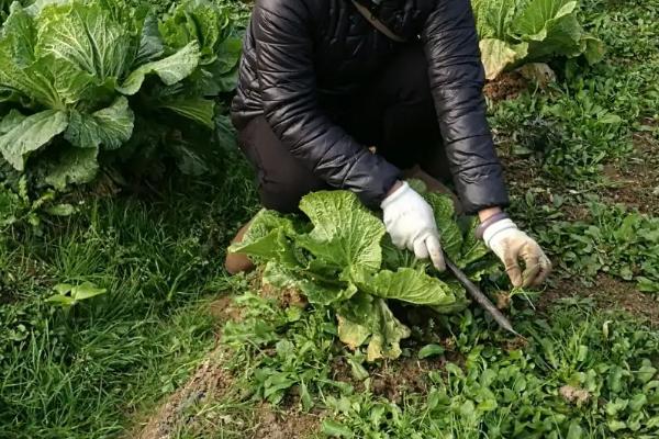 白菜烂根的原因