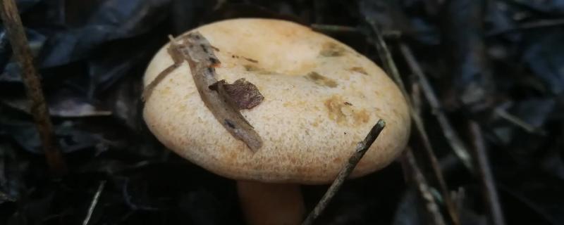 丛菌为何不能人工培养