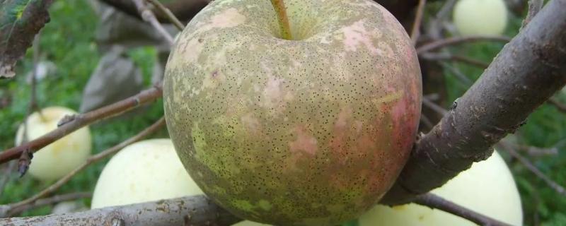 煤污病用什么杀菌剂