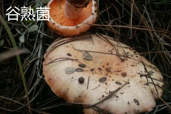谷熟菌和铜绿菌有什么区别