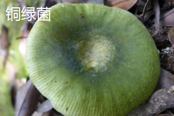 谷熟菌和铜绿菌有什么区别