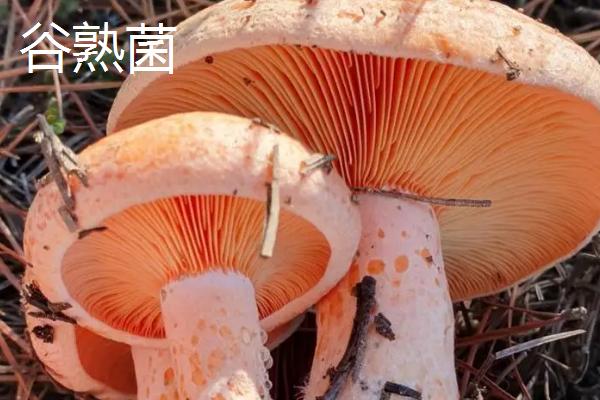 谷熟菌和铜绿菌有什么区别