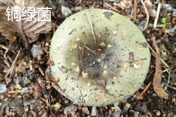 谷熟菌和铜绿菌有什么区别