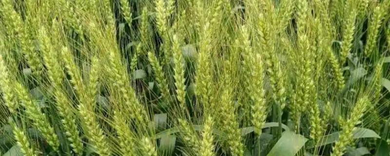 福高2号小麦种品种特征特性