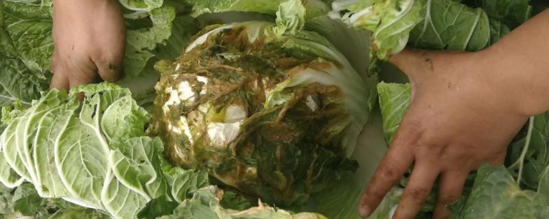 大白菜烂心打什么药