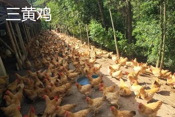 土鸡 麻鸡 三黄鸡 区别