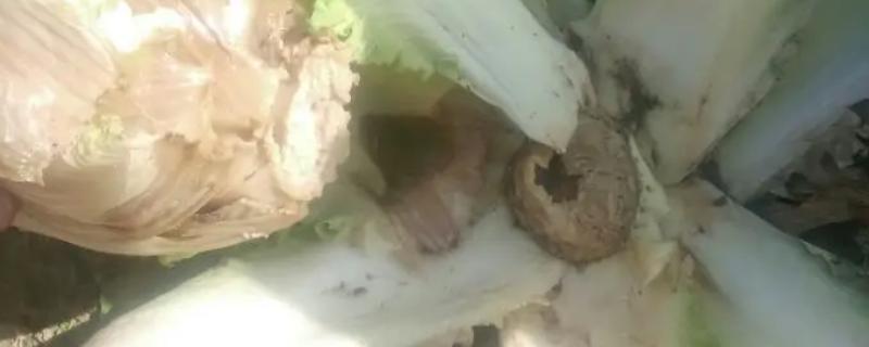 大白菜根腐病症状及发生原因