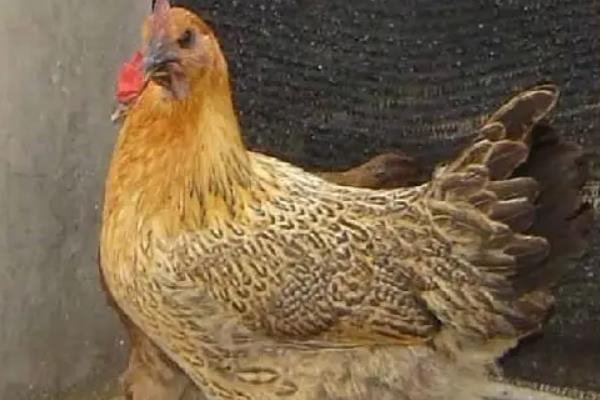 麻鸡是什么鸡