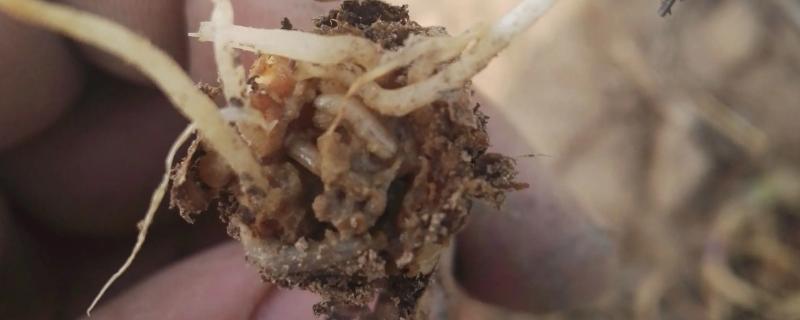 白菜根有白色蛆虫怎么办