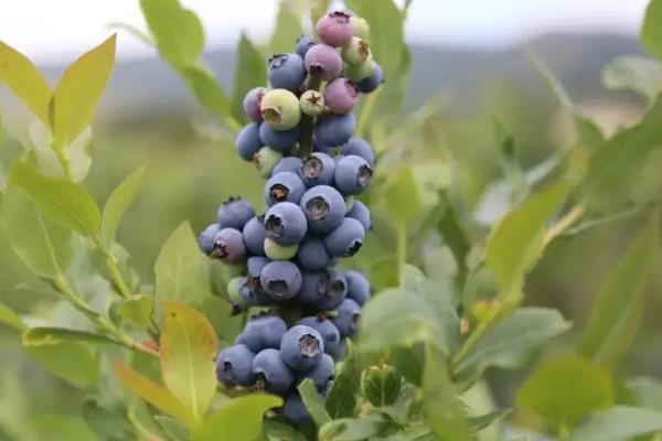 蓝莓种植适合什么地方