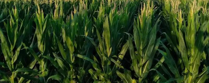 富民985玉米种子特征特性
