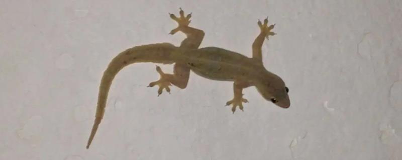 壁虎是昆虫吗