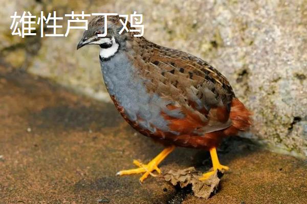 芦丁鸡怎么分公母