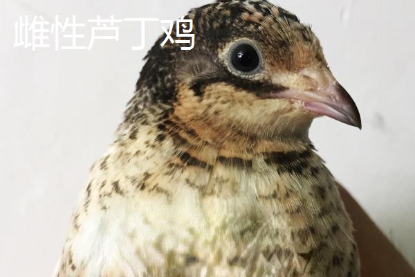 芦丁鸡怎么分公母