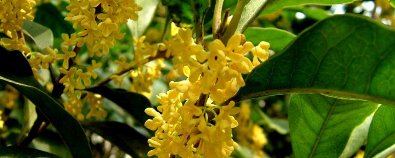 金桂花树的养殖方法
