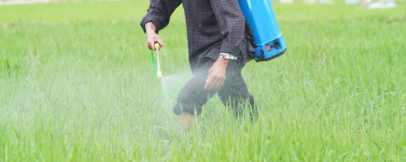 水稻养花要不要打药了