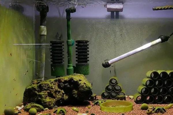 硝化菌培养方法
