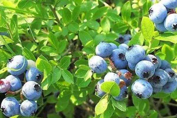 蓝莓种植需要什么条件