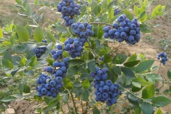 蓝莓种植需要什么条件